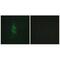 Mannose Receptor C Type 2 antibody, A04070, Boster Biological Technology, Immunofluorescence image 