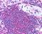 Ubiquitin Associated And SH3 Domain Containing A antibody, PA5-18645, Invitrogen Antibodies, Immunohistochemistry frozen image 