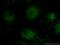 Cryptochrome Circadian Regulator 2 antibody, 13997-1-AP, Proteintech Group, Immunofluorescence image 