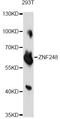 Zinc Finger Protein 248 antibody, A16664, Boster Biological Technology, Western Blot image 