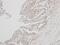 Interferon Alpha 8 antibody, NBP1-31603, Novus Biologicals, Immunohistochemistry frozen image 