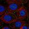 Plexin A3 antibody, NBP2-56699, Novus Biologicals, Immunofluorescence image 
