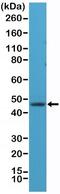 RNA Binding Fox-1 Homolog 3 antibody, NBP2-61582, Novus Biologicals, Western Blot image 