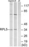 Ribosomal Protein L5 antibody, LS-C199549, Lifespan Biosciences, Western Blot image 