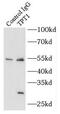 Fortilin antibody, FNab08907, FineTest, Immunoprecipitation image 