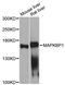 Mitogen-Activated Protein Kinase Binding Protein 1 antibody, MBS128112, MyBioSource, Western Blot image 