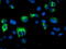 Paraplegin antibody, TA800003, Origene, Immunofluorescence image 