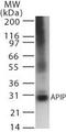 APAF1 Interacting Protein antibody, MA1-41380, Invitrogen Antibodies, Western Blot image 