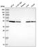 Tubulin Beta 8 Pseudogene 12 antibody, HPA046280, Atlas Antibodies, Western Blot image 