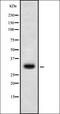 Homeobox D10 antibody, orb378306, Biorbyt, Western Blot image 