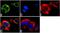 Syntaxin 6 antibody, 710855, Invitrogen Antibodies, Immunofluorescence image 