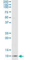 C-C Motif Chemokine Ligand 18 antibody, LS-C198167, Lifespan Biosciences, Immunoprecipitation image 