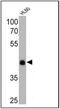 Rhodopsin antibody, MA1-722, Invitrogen Antibodies, Western Blot image 