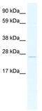 Transcription factor 23 antibody, TA329967, Origene, Western Blot image 