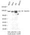 BRCA1 Interacting Protein C-Terminal Helicase 1 antibody, PA1-32422, Invitrogen Antibodies, Western Blot image 