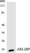 ADP Ribosylation Factor Like GTPase 2 Binding Protein antibody, LS-C200148, Lifespan Biosciences, Western Blot image 