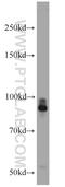 Protein Tyrosine Phosphatase Receptor Type S antibody, 13008-1-AP, Proteintech Group, Western Blot image 