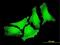 Cytoglobin antibody, MA5-22919, Invitrogen Antibodies, Immunofluorescence image 