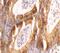 BCL2 Like 14 antibody, NBP1-77223, Novus Biologicals, Immunohistochemistry paraffin image 