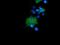 Lymphocyte-specific adapter protein Lnk antibody, NBP2-00641, Novus Biologicals, Immunocytochemistry image 