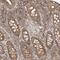 WD repeat-containing protein 85 antibody, HPA022911, Atlas Antibodies, Immunohistochemistry frozen image 