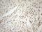 WT1 Associated Protein antibody, NBP2-46368, Novus Biologicals, Immunohistochemistry paraffin image 