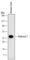 Arginase 1 antibody, MA5-24298, Invitrogen Antibodies, Western Blot image 