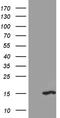 CAMP-Dependent Protein Kinase Inhibitor Alpha antibody, LS-C795388, Lifespan Biosciences, Western Blot image 