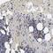 Taxilin Gamma antibody, NBP1-90605, Novus Biologicals, Immunohistochemistry paraffin image 
