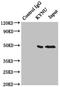 Kynureninase antibody, LS-C675974, Lifespan Biosciences, Immunoprecipitation image 