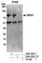 Splicing Regulatory Glutamic Acid And Lysine Rich Protein 1 antibody, A305-104A, Bethyl Labs, Immunoprecipitation image 