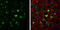 Nucleolar Protein 3 antibody, GTX113889, GeneTex, Immunohistochemistry frozen image 