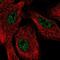 Senataxin antibody, PA5-66071, Invitrogen Antibodies, Immunofluorescence image 