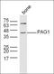 Teneurin Transmembrane Protein 1 antibody, orb158049, Biorbyt, Western Blot image 