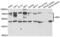 Granulin Precursor antibody, abx004421, Abbexa, Western Blot image 