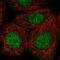 CASK Interacting Protein 1 antibody, PA5-63228, Invitrogen Antibodies, Immunofluorescence image 