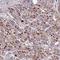 WD Repeat Domain 90 antibody, HPA049362, Atlas Antibodies, Immunohistochemistry frozen image 