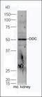 Solute Carrier Family 25 Member 21 antibody, orb11186, Biorbyt, Western Blot image 