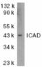 ICAD antibody, TA305968, Origene, Western Blot image 