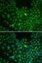 Clusterin antibody, LS-C331486, Lifespan Biosciences, Immunofluorescence image 