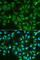 Galectin 3 antibody, A1464, ABclonal Technology, Immunofluorescence image 