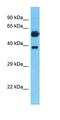 Spermatogenesis Associated Serine Rich 2 antibody, orb327395, Biorbyt, Western Blot image 