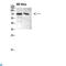 Protein Regulator Of Cytokinesis 1 antibody, LS-C813956, Lifespan Biosciences, Western Blot image 