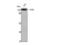 Protein Tyrosine Kinase 2 antibody, STJ93032, St John