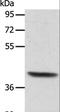 Actin Related Protein T1 antibody, LS-C404438, Lifespan Biosciences, Western Blot image 
