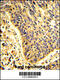 Pleckstrin Homology And RhoGEF Domain Containing G6 antibody, 62-539, ProSci, Immunohistochemistry paraffin image 