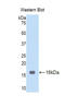 RELT TNF Receptor antibody, LS-C296877, Lifespan Biosciences, Western Blot image 