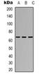 TATA-Box Binding Protein Associated Factor 5 Like antibody, orb318928, Biorbyt, Western Blot image 