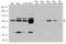 Cyclin A2 antibody, LS-C796598, Lifespan Biosciences, Western Blot image 