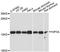 H3 Histone Family Member 3B antibody, A13824, ABclonal Technology, Western Blot image 